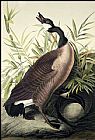 Canada Goose by John James Audubon
